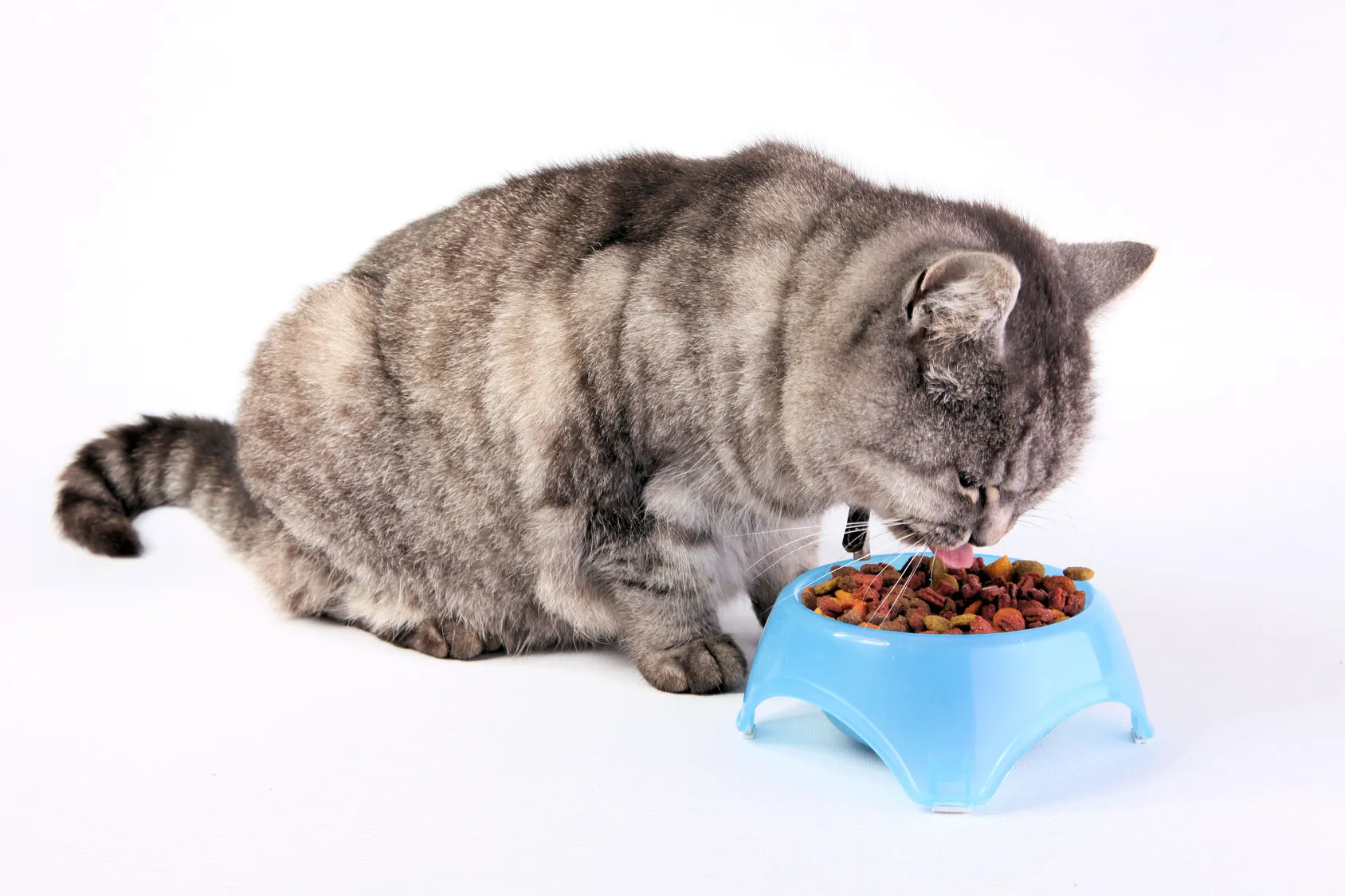 futter für kastrierte katzen futter für kastrierte katzen