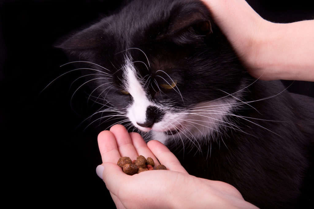 katze bekommt leckerlis aus hand