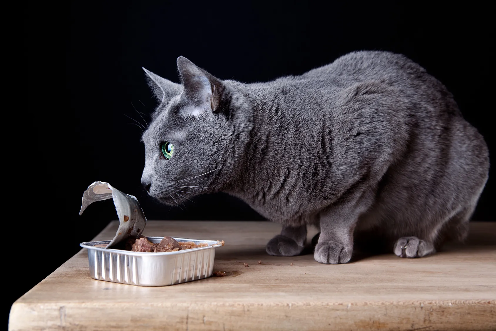 Eine graue Katze schnüffelt an einer offenen Dose Nassfutter graue katze schnüffelt an katzenfutter