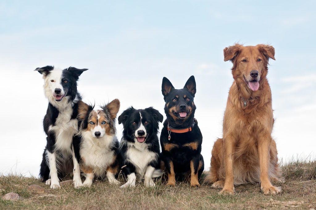 Pasja varuška: psi na travi