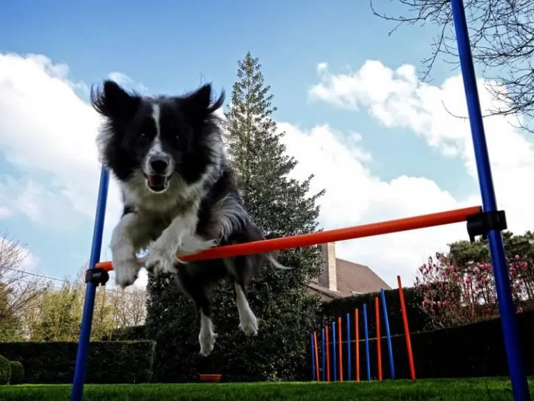 Agility za pse Agility za pse
