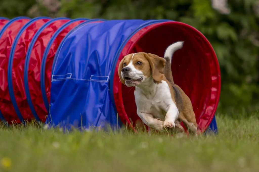 Agility za pse Agility za pse