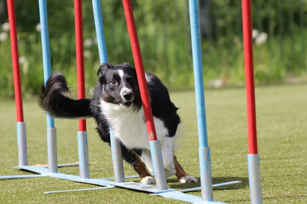 Agility za pse Agility za pse