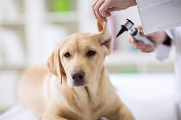 Prvi obisk pri veterinarju Prvi obisk pri veterinarju