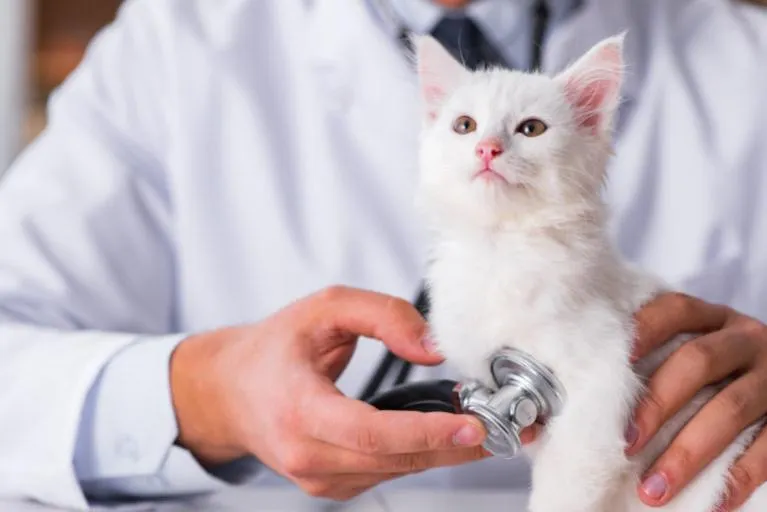 veterinar za macke veterinar za macke