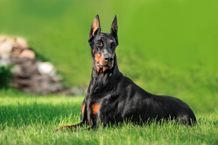 Doberman na zelenici