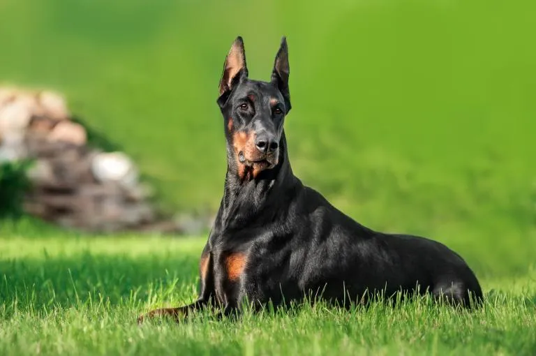 Doberman na zelenici