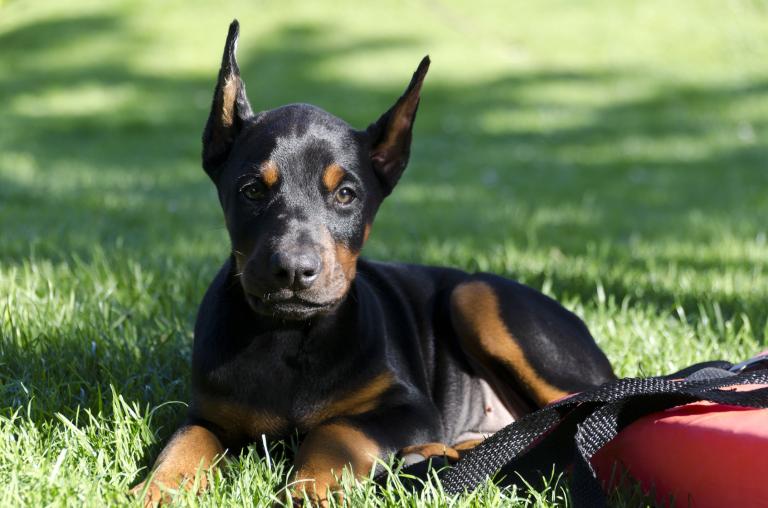 Mladič doberman