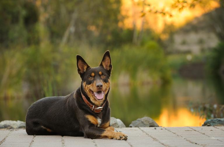 Vesel avstralski kelpie