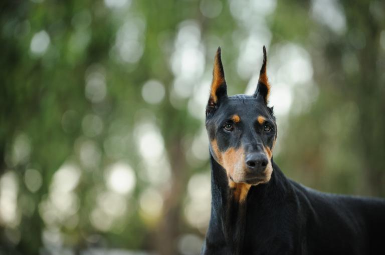 Doberman