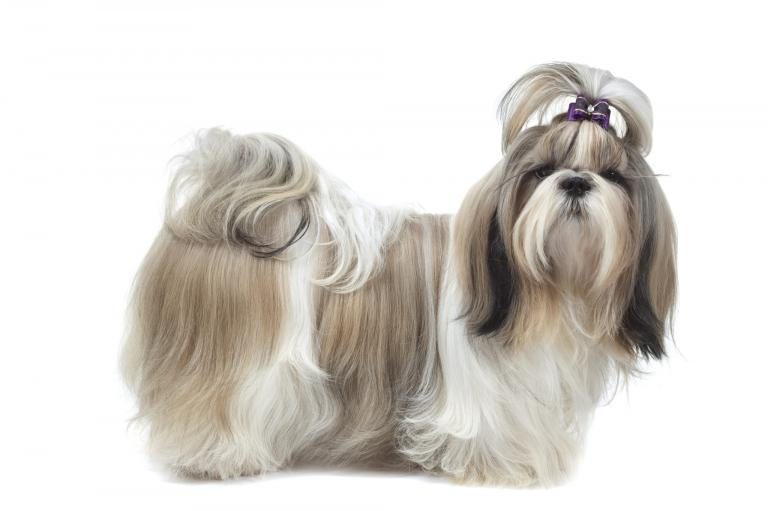 shih-tzu 1