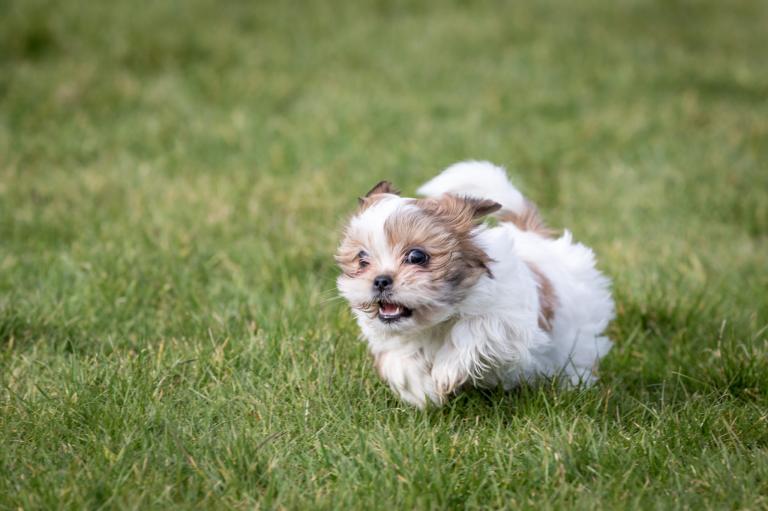 Mali shih tzu