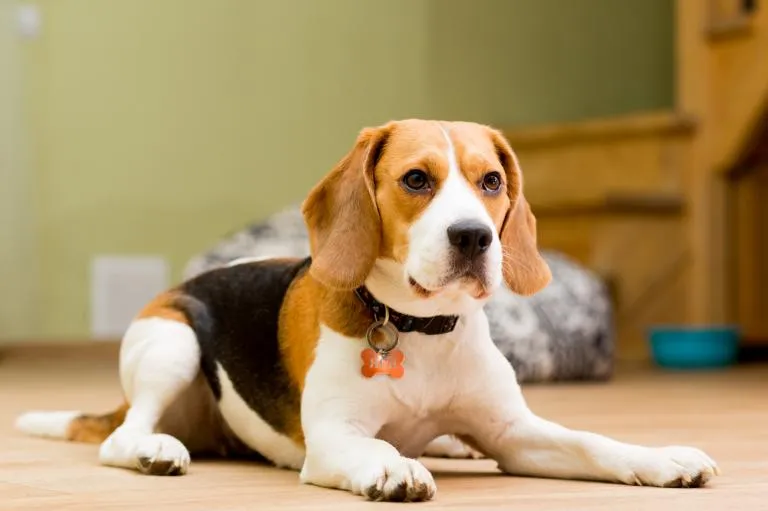Beagle 1