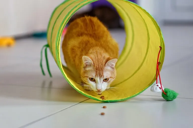 Red tabby cat in the tunnel. Cat lured into the tunnel with treats. Playing with cat. Mačji agility