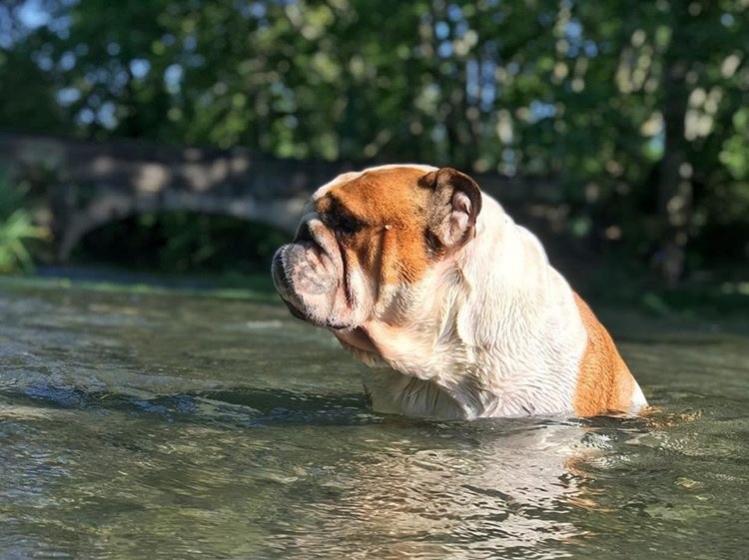 Angleški buldog v vodi