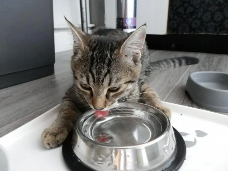 Mačja posoda Mačja posoda
