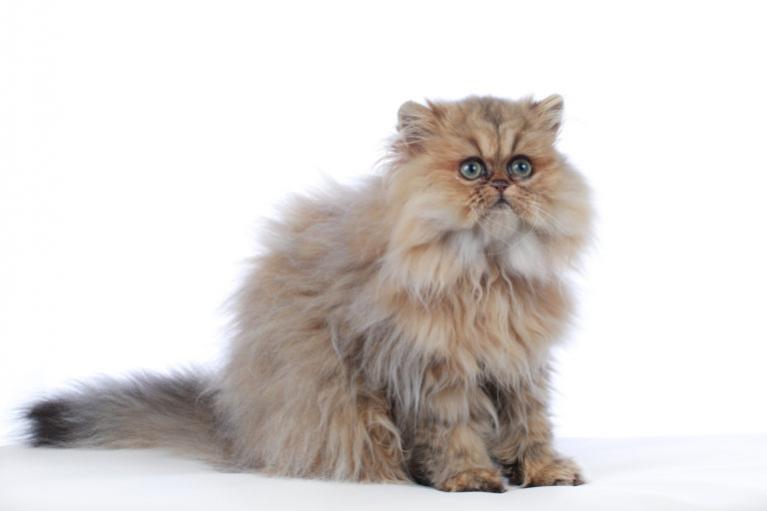 Perzijska mačka