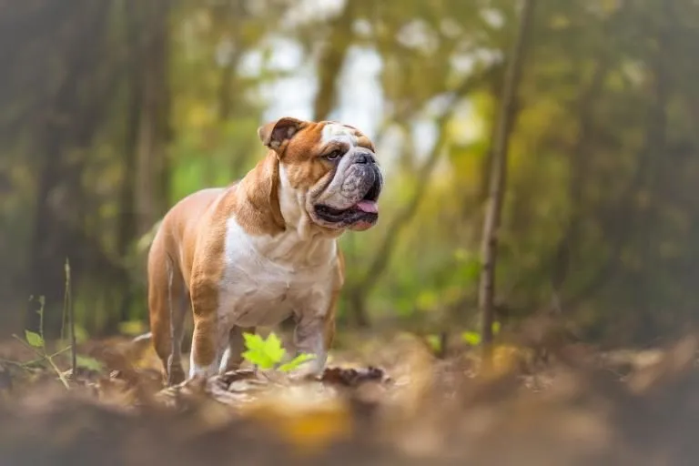 Angleški buldog