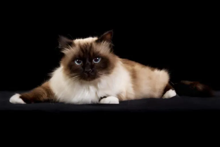 birmanka