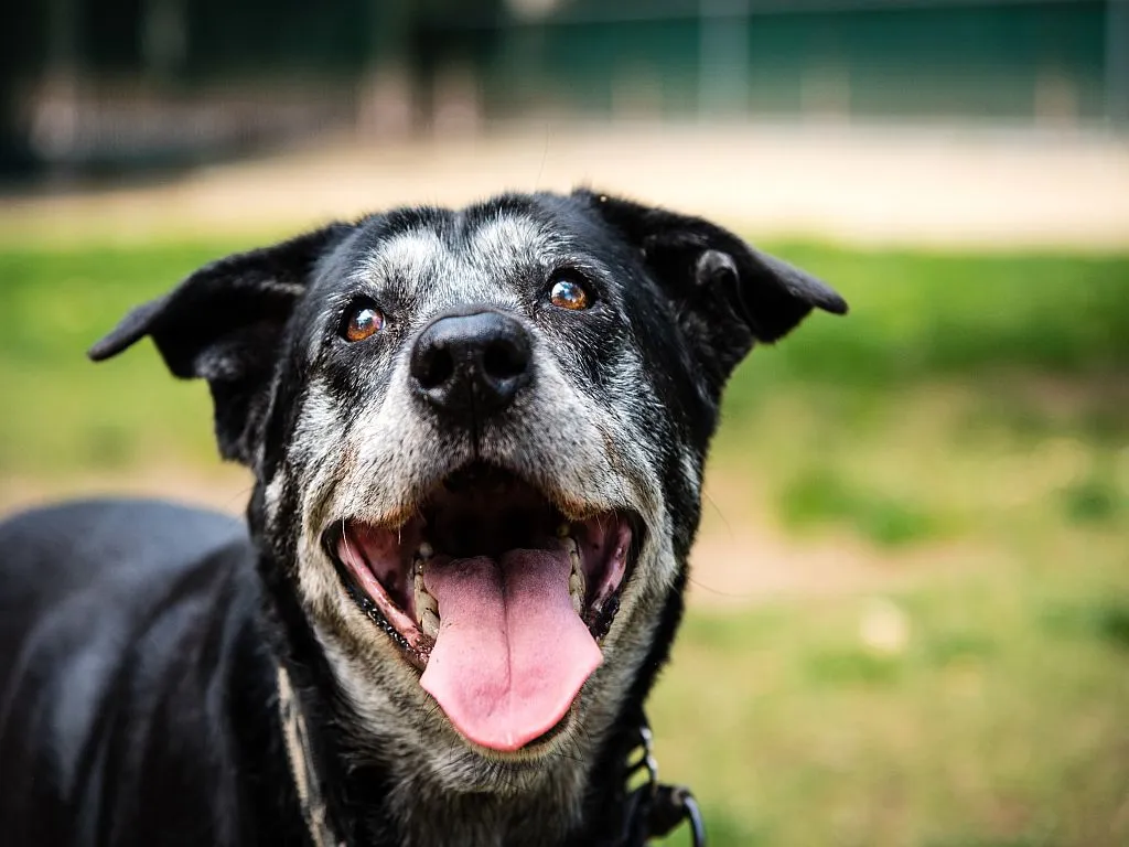 Portrait of a happy old dog at the dog park. 14-letni Rio