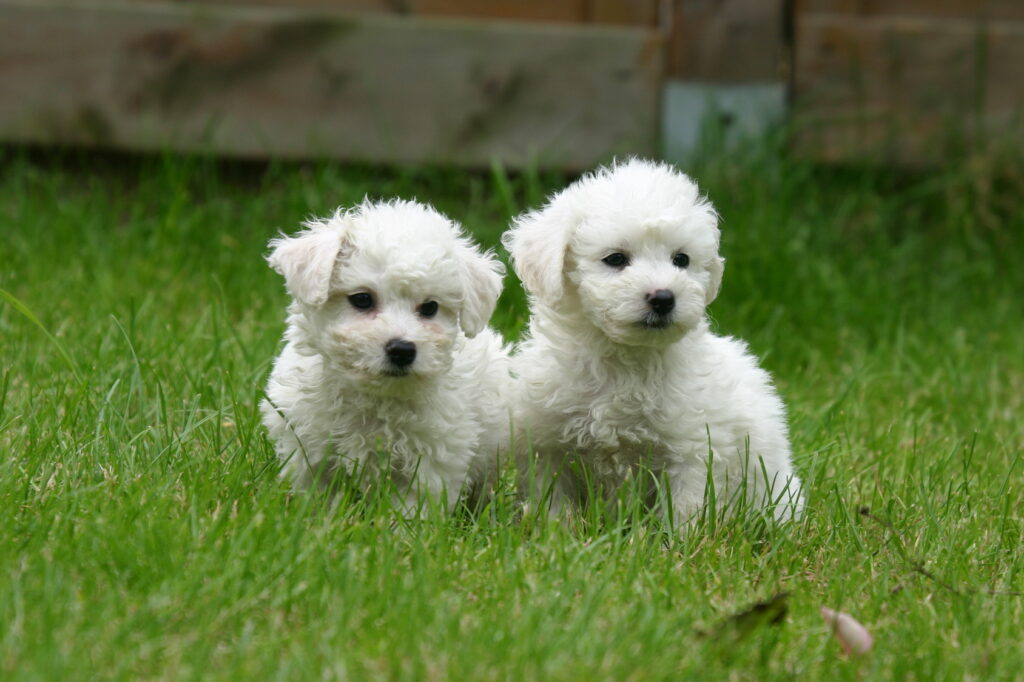 Bichon frisé mladička