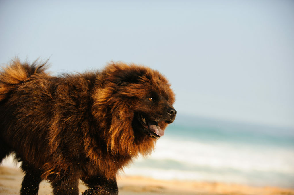 Chow-chow na plaži