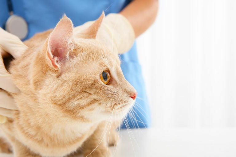 Bolezni živčevja in hormonske motnje pri mačkah
