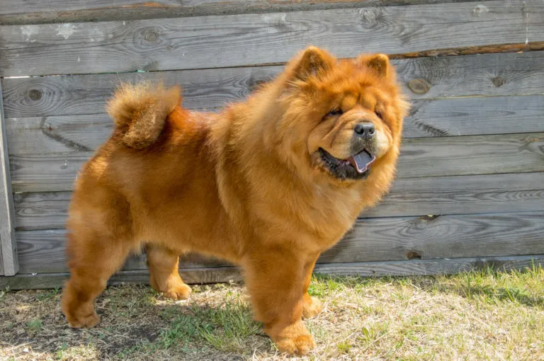 Chow-chow