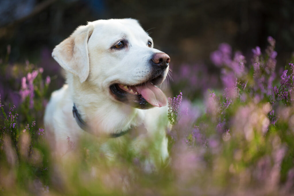 Hrana za labradorca