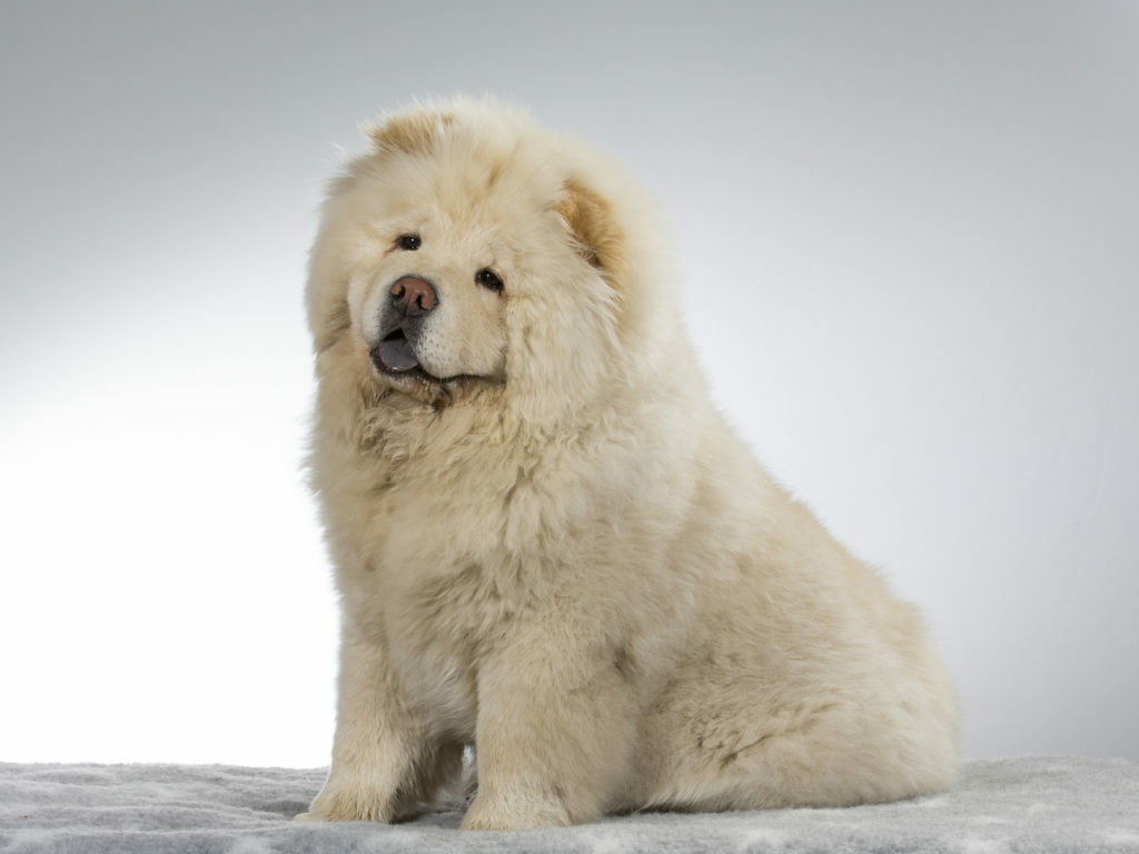 Beli chow-chow