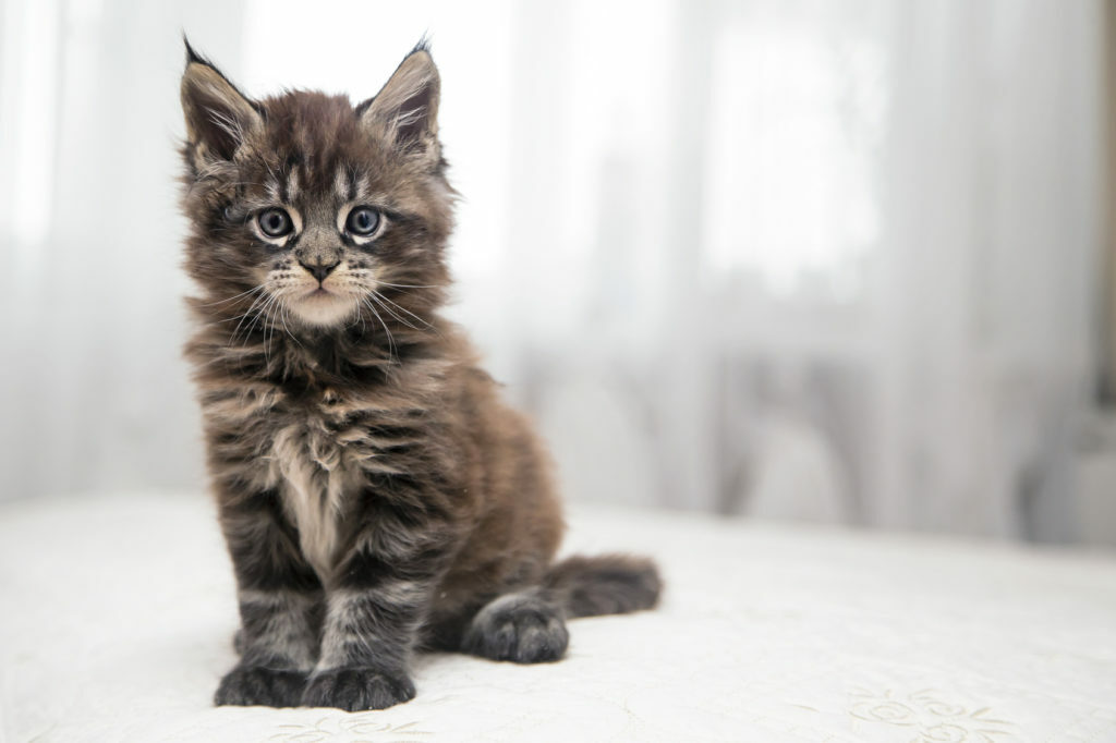 Mladiček Maine Coon