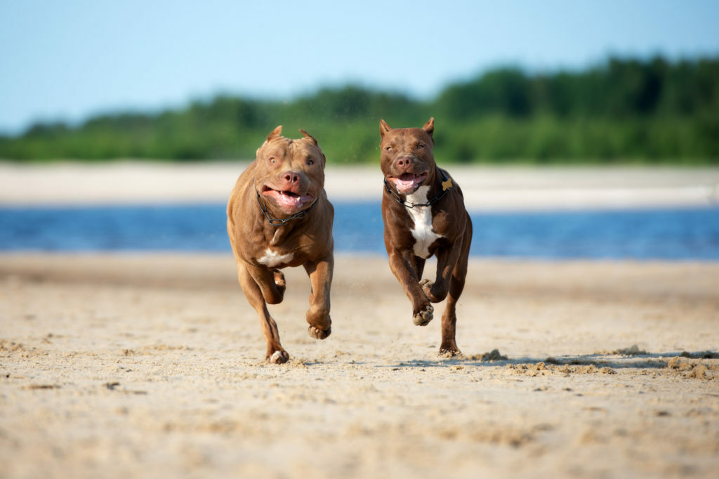 Ameriski pitbull sales