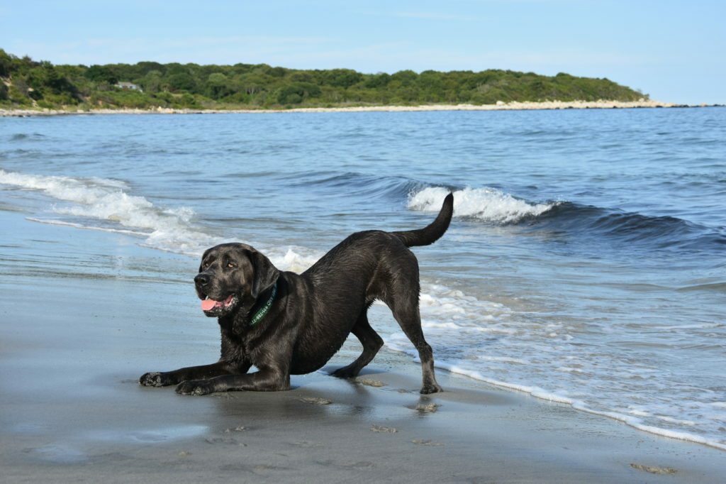 Labradorec na plaži