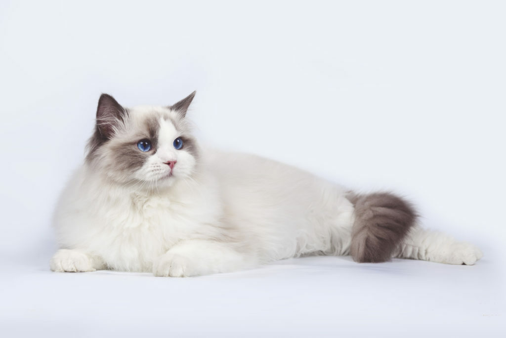 Ragdoll Ragdoll