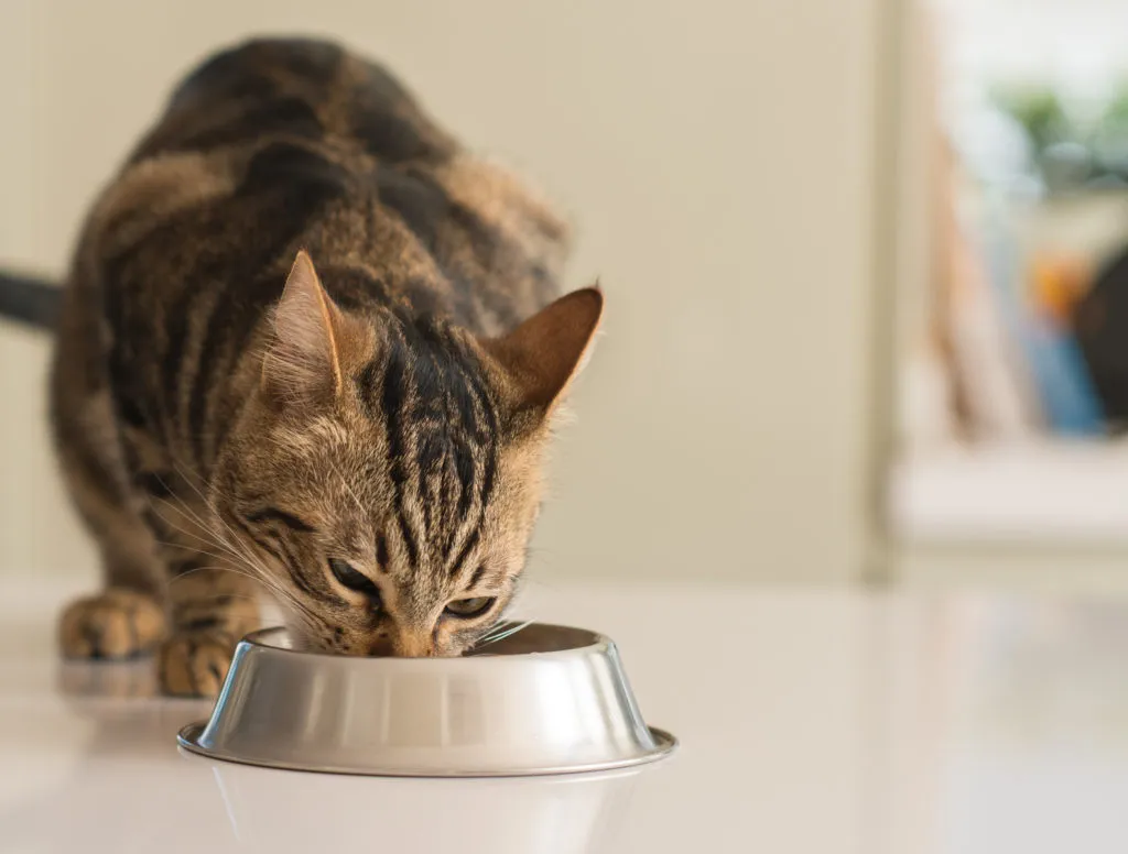 ”Nom, nom, nom …” ''Nom, nom, nom ...''