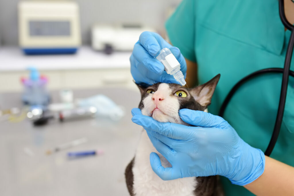 Konjunktivitis pri mačkah Konjunktivitis pri mačkah