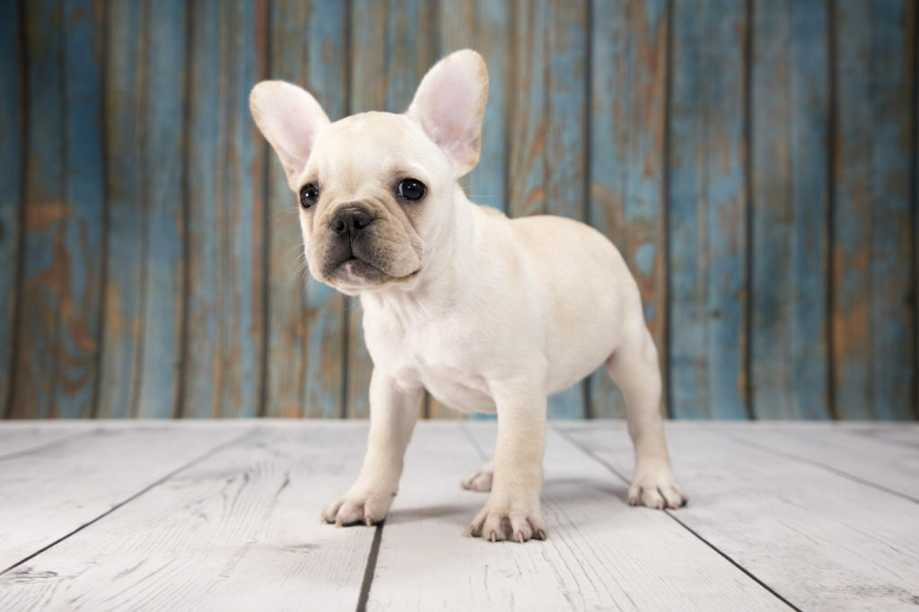 Francoski buldog