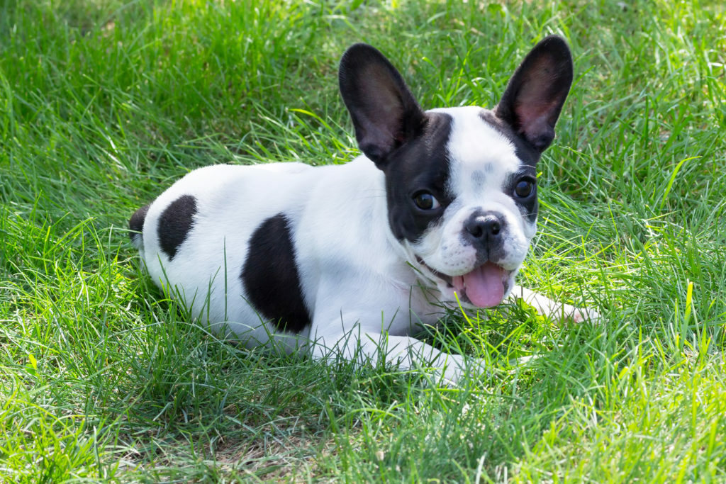 Francoski buldog