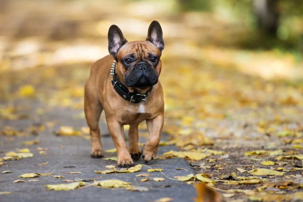 Francoski buldog