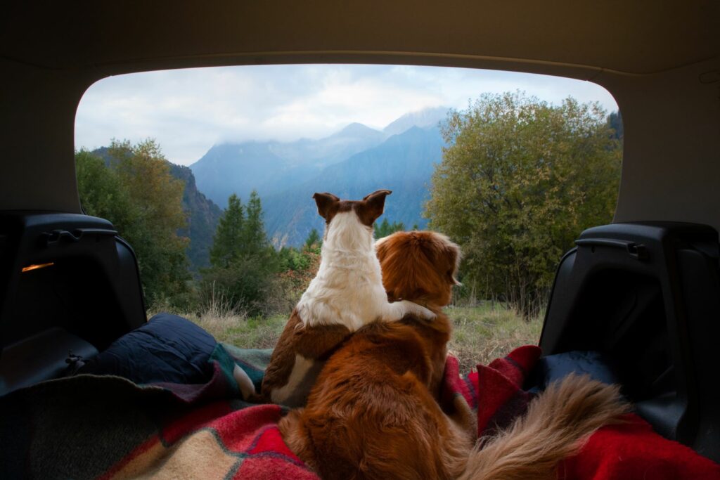 zwei hunde machen camping zwei hunde machen camping