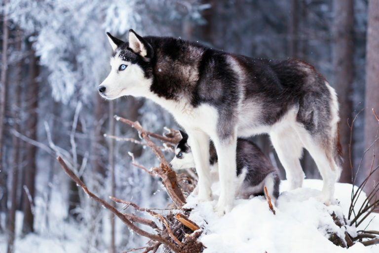 Sibirski husky