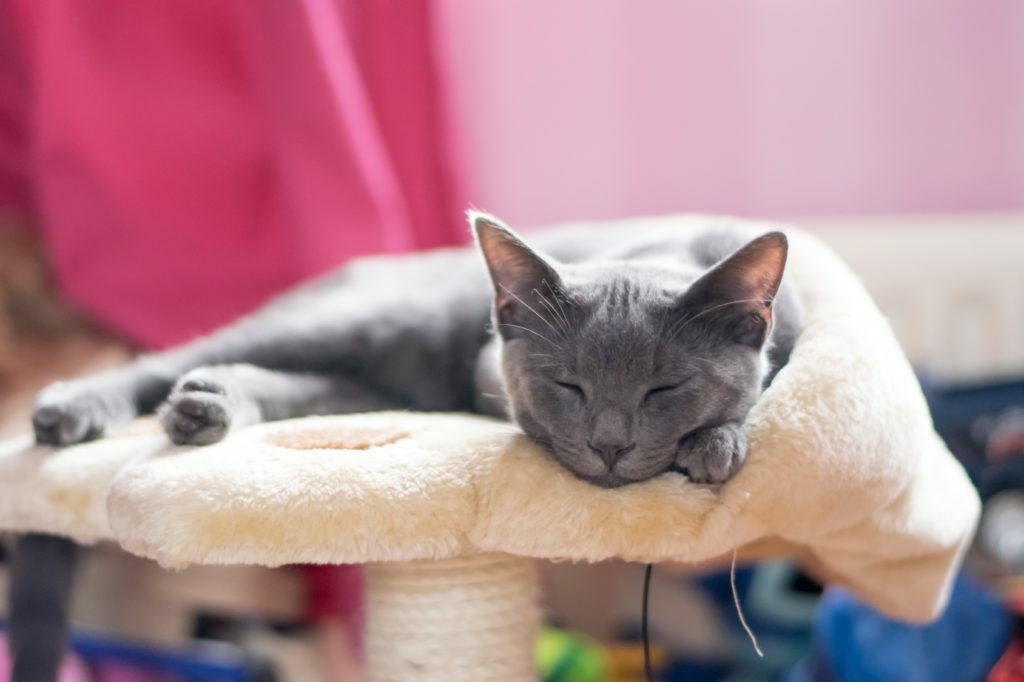 Korat Korat