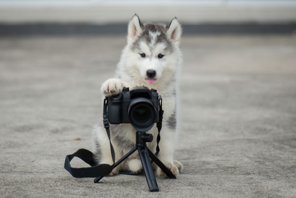 fotografije s psi fotografije s psi