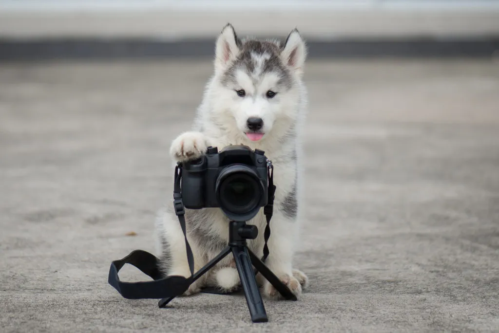 fotografije s psi fotografije s psi