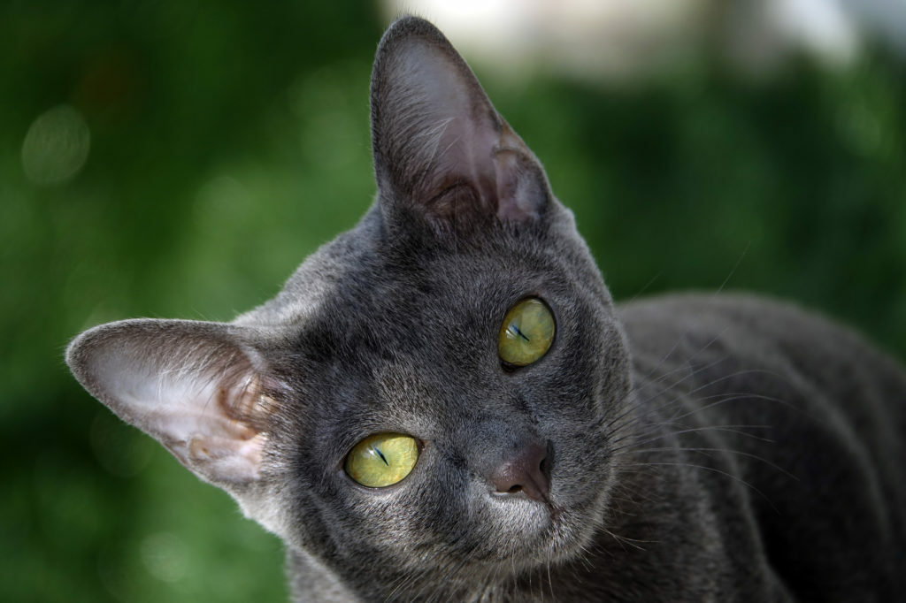 Korat Korat