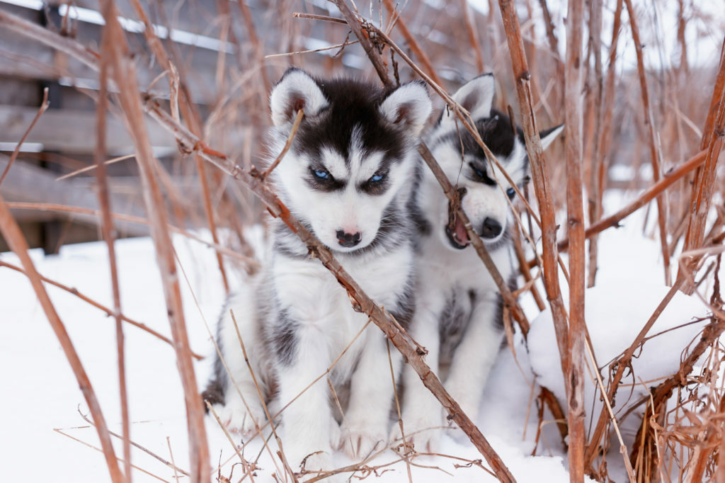 Sibirski husky