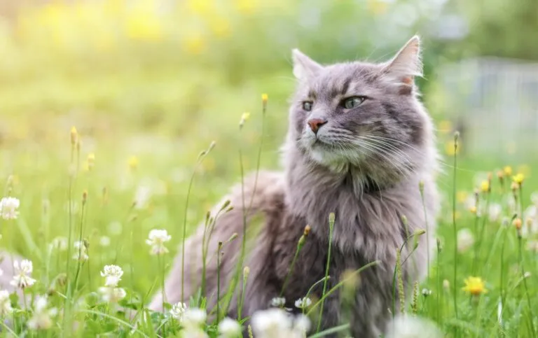 asthma bei katzen asthma bei katzen