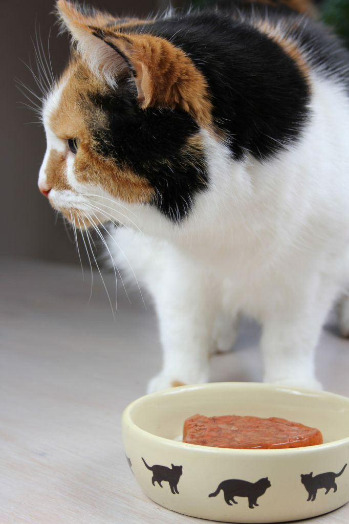 Kakovostna hrana za mačke