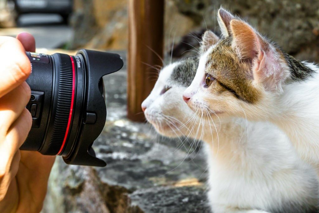 10 nasvetov za popolne fotografije z mačko