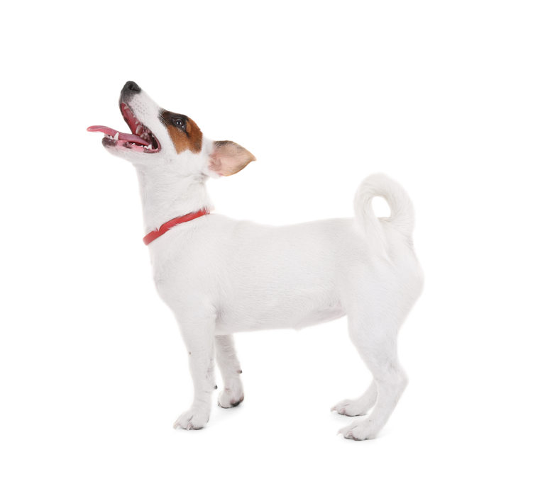 Jack Russell terier